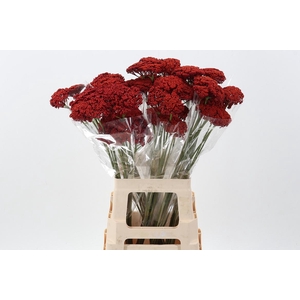 Achil KLB Red Prairie