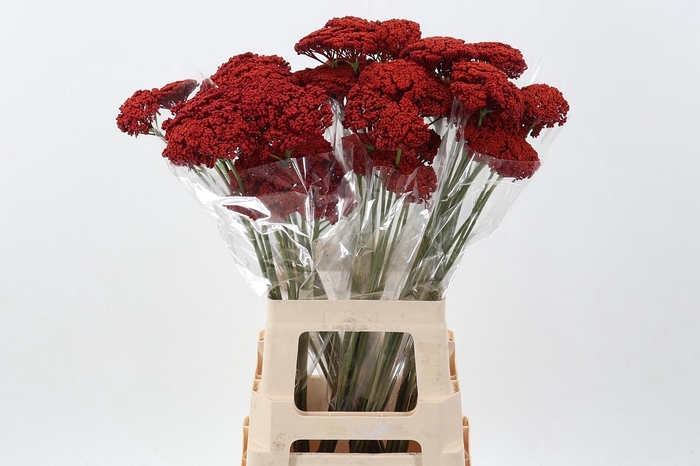 <h4>Achil KLB Red Prairie</h4>