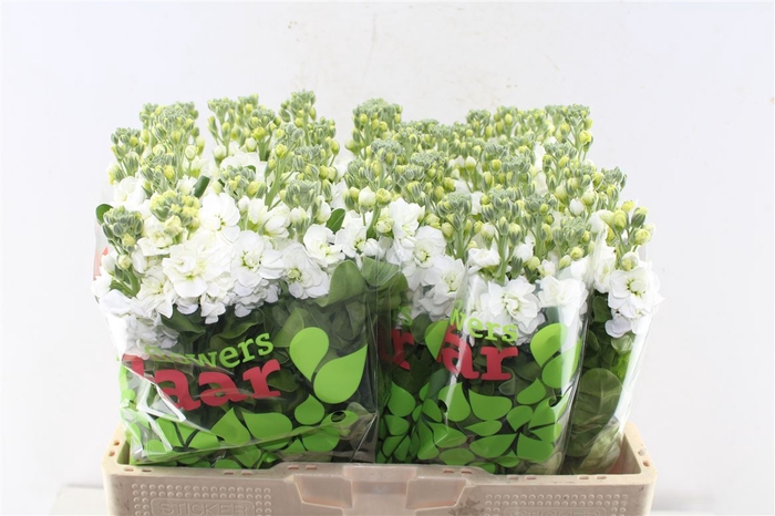 <h4>Matth Nl. Aida White</h4>