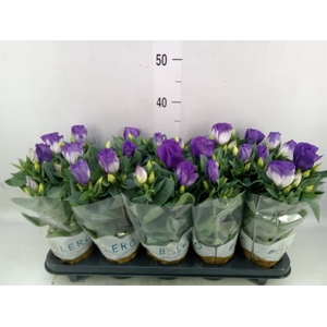 Eustoma russ. DU 'Bolero Blue Rim'