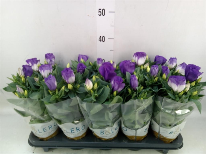 <h4>Eustoma russ. DU 'Bolero Blue Rim'</h4>