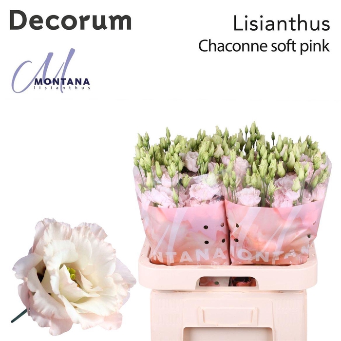 <h4>Eus G Chaconne Wedding Pink</h4>