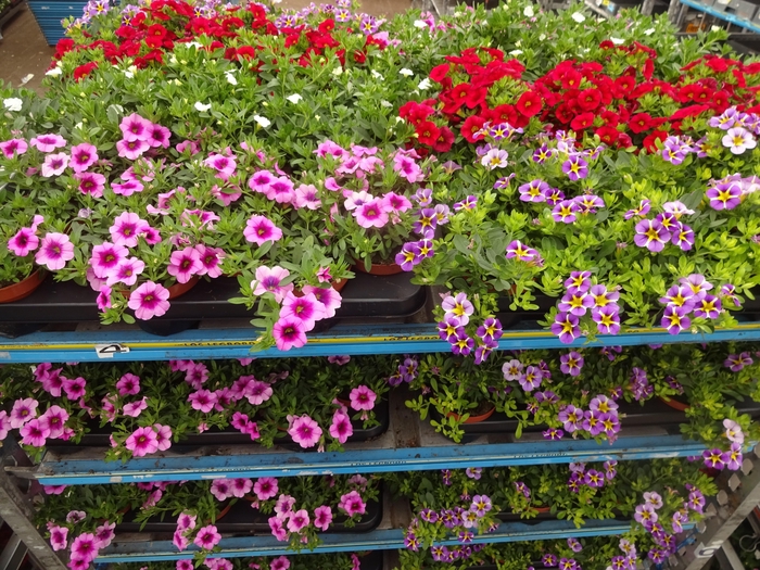 <h4>PET MINIFAMOUS MIXK</h4>