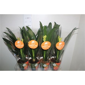 Clivia Mi