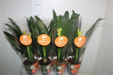 <h4>Clivia Mi</h4>