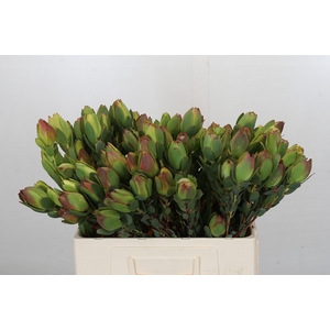 Leucadendron Disc.Spray