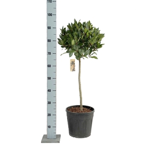 LAU NOBILIS
