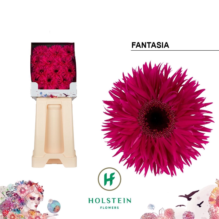 <h4>Ge Gr Fantasia</h4>