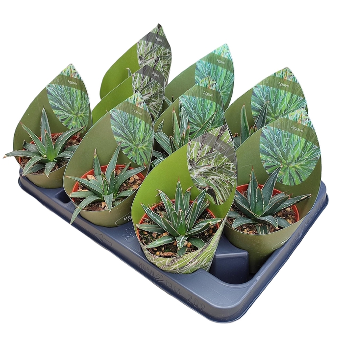 <h4>Agave Victoriae Reginae Potcover</h4>