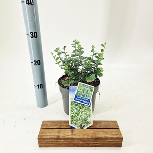Euonymus fortunei Emerald Gaiety