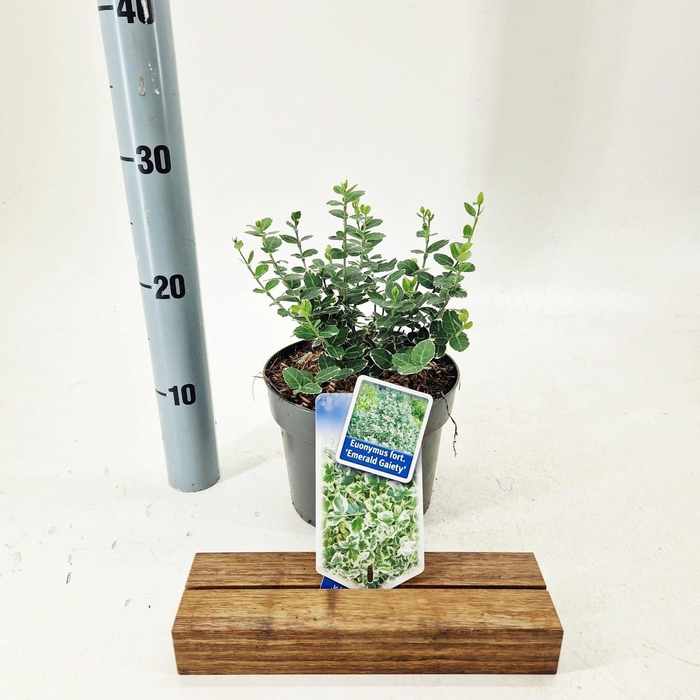 <h4>Euonymus fortunei Emerald Gaiety</h4>