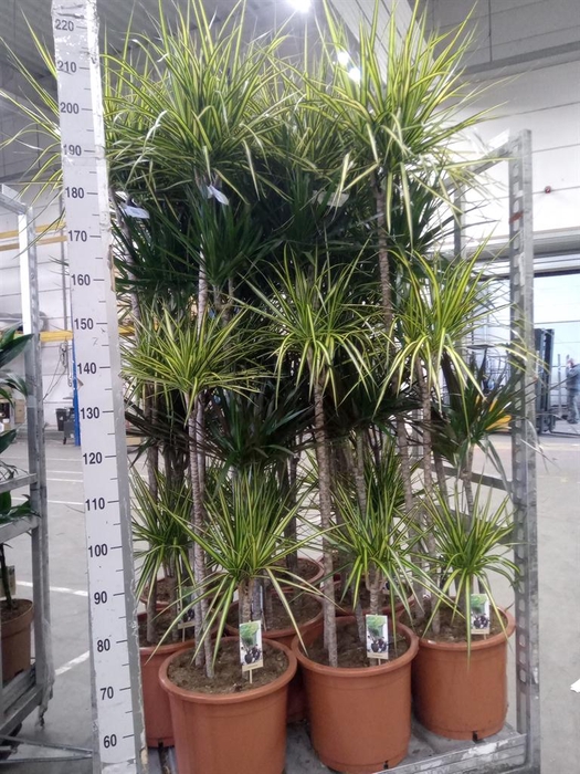 <h4>Dracaena   ...mix</h4>
