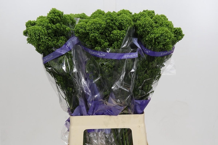 <h4>Trachelium Jade</h4>