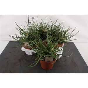 Aloe 15 Cm. P. Bakerii