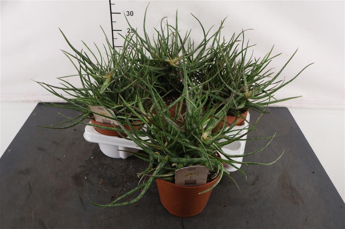 <h4>Aloe 15 Cm. P. Bakerii</h4>