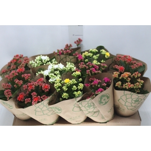 KALANCHOE DOBRADO P11