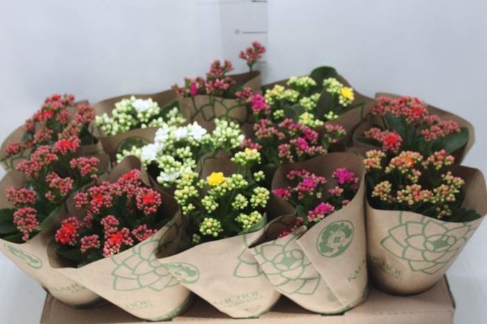 <h4>KALANCHOE DOBRADO P11</h4>