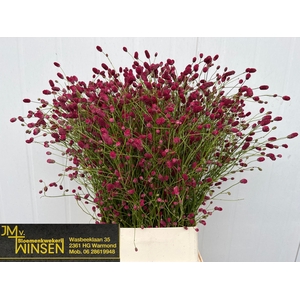 Sanguisorba Arnhem Winsen