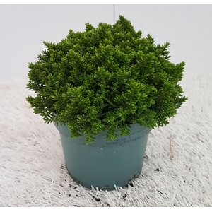 Hebe Green Globe