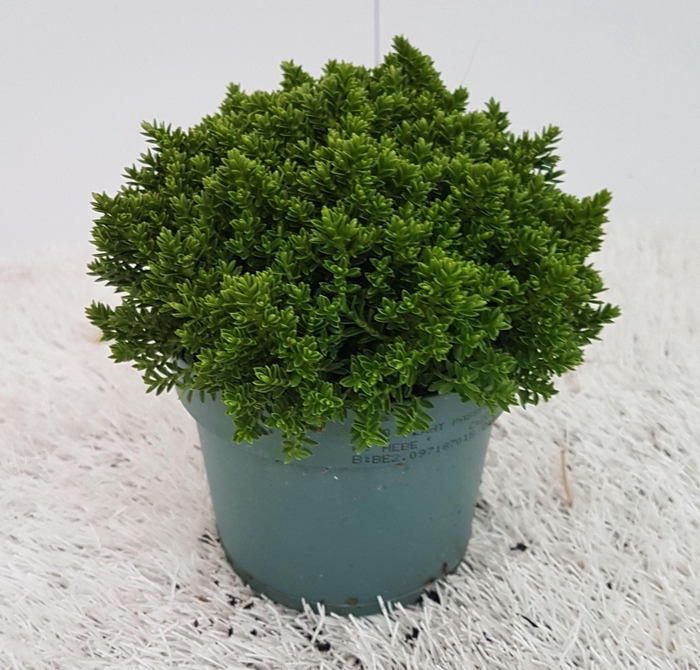 <h4>Hebe Green Globe</h4>