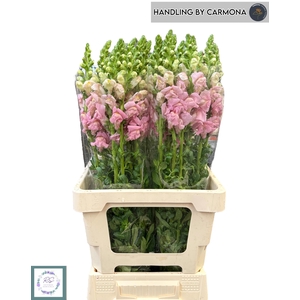 ANTIR POTO EARL PINK