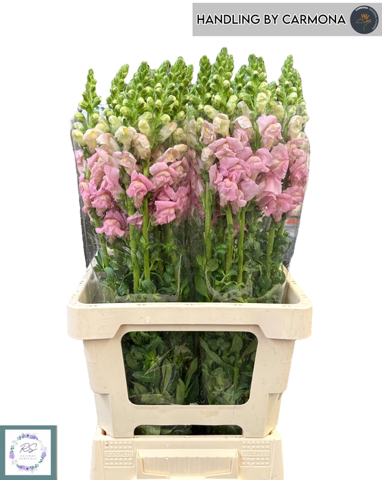 <h4>ANTIR POTO EARL PINK</h4>