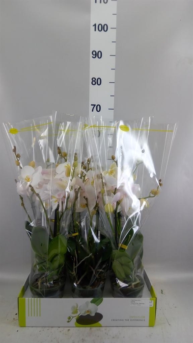 <h4>Phalaenopsis   ...white</h4>