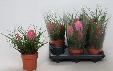 <h4>TILL CYANEA ANITA</h4>