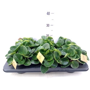 Peperomia obt. 'Red Canyon'