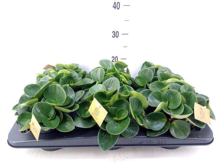 <h4>Peperomia obt. 'Red Canyon'</h4>