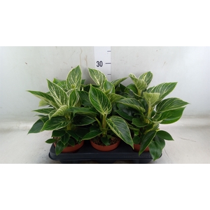 Philodendron   ...