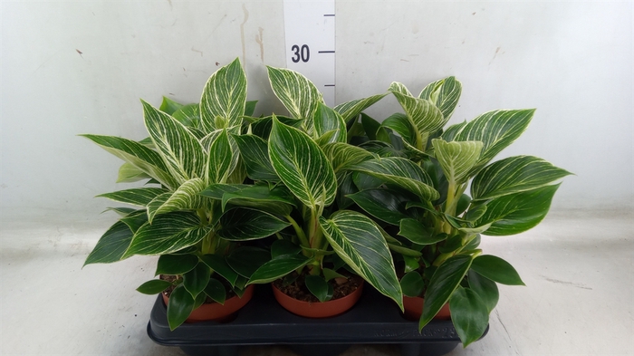 <h4>Philodendron   ...</h4>