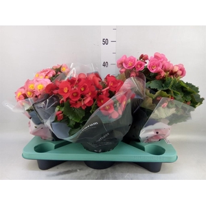 Begonia elat. HL 'Belove'   ...mix