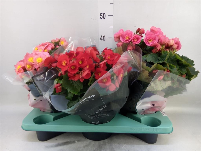 <h4>Begonia elat. HL 'Belove'   ...mix</h4>