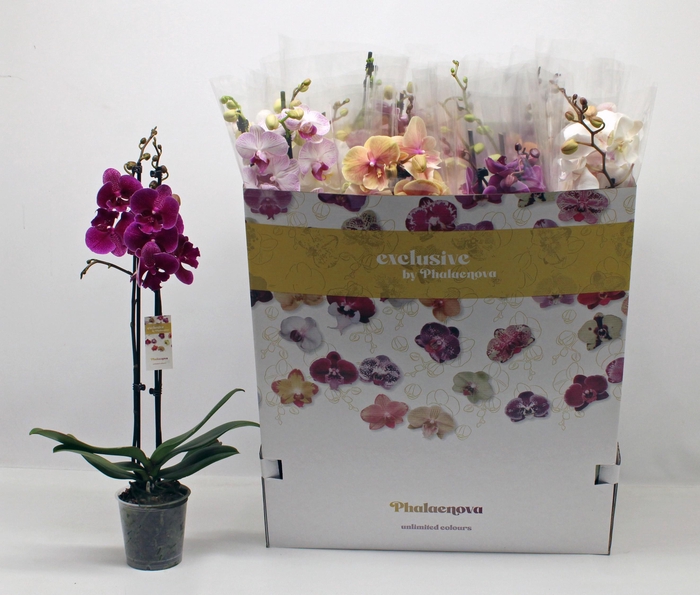 <h4>PHAL GEM 10 KL</h4>