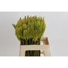 Kniphofia Sun Yellow