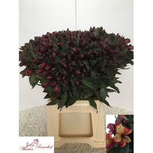 FREILAND ALSTROEMERIA