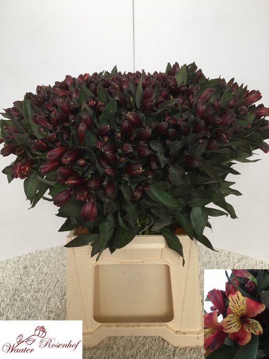 <h4>FREILAND ALSTROEMERIA</h4>