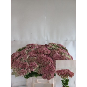 SEDUM HERBSTFREUDE