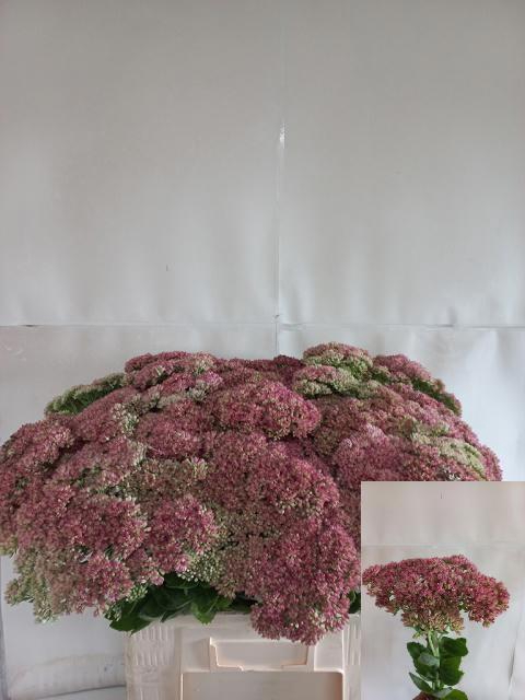 <h4>SEDUM HERBSTFREUDE</h4>