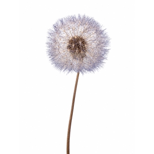 Dried Bleached Dandelion Regular Moonlight