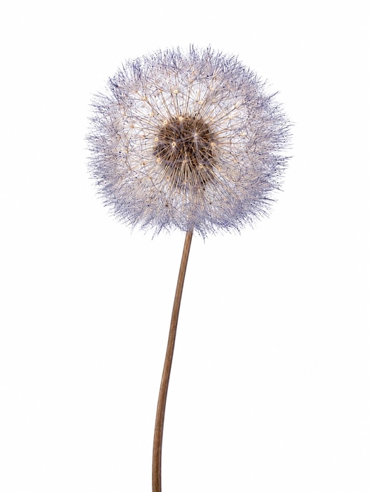 <h4>Dried Bleached Dandelion Regular Moonlight</h4>