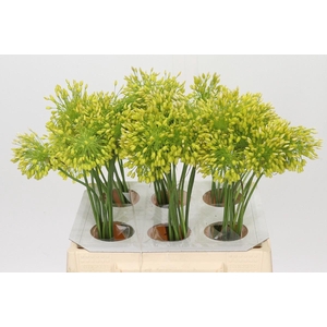 Allium Yellow Fantasy