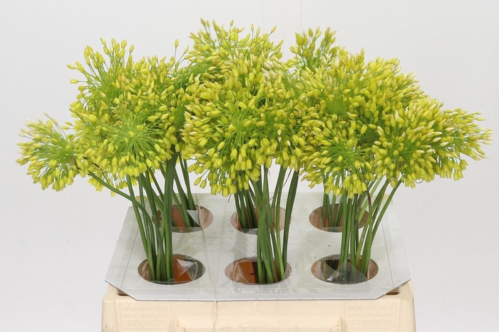 <h4>Allium Yellow Fantasy</h4>
