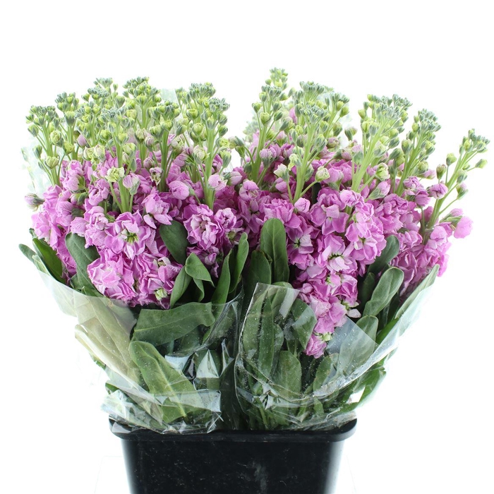 <h4>Matth Incana Iron Pink</h4>