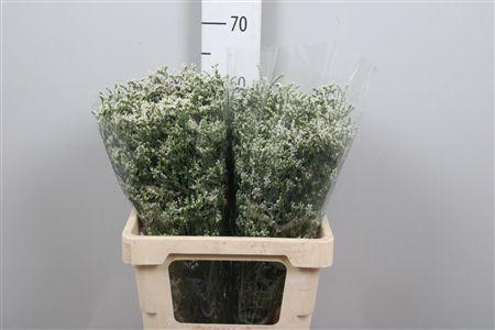 <h4>Lim Sin China White</h4>