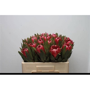PROTEA BRENDA