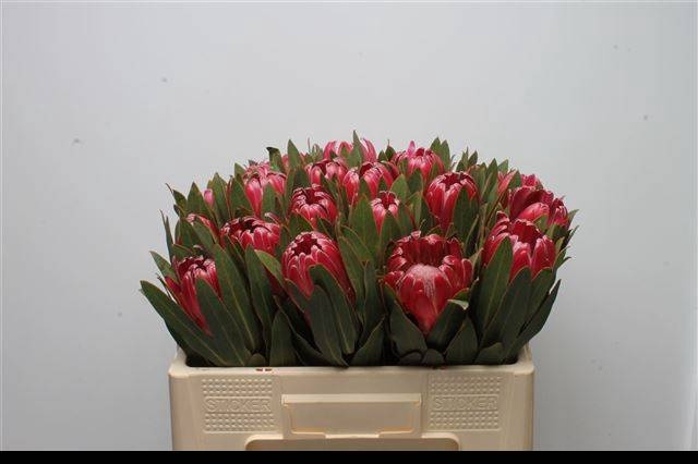 <h4>PROTEA BRENDA</h4>