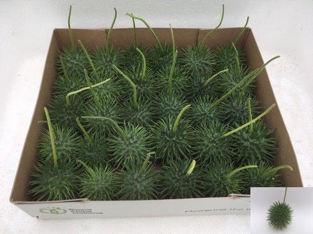 <h4>CUCUMIS HIRSUTUS</h4>