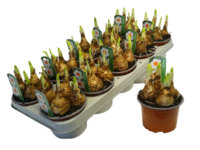 <h4>bernett browning 12cm</h4>